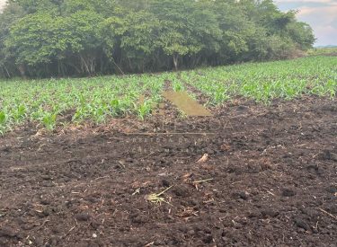 Imagem do WhatsApp de 2024-03-08 à(s) 14.59.39_5d735453