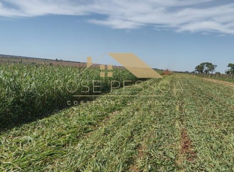 Imagem do WhatsApp de 2024-03-09 à(s) 16.26.24_0b9d5a59